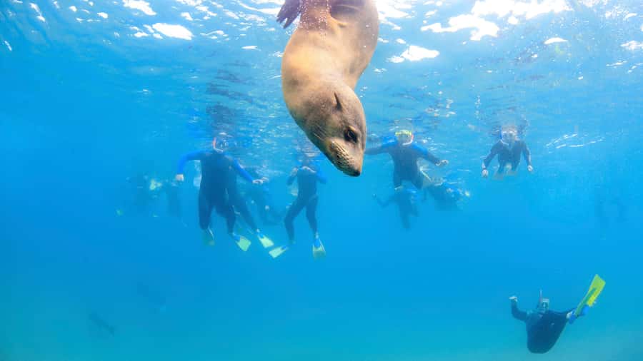 Sorrento: Dolphins & Seals Snorkeling Cruise w/ Lunch - Booking advice and final verdict