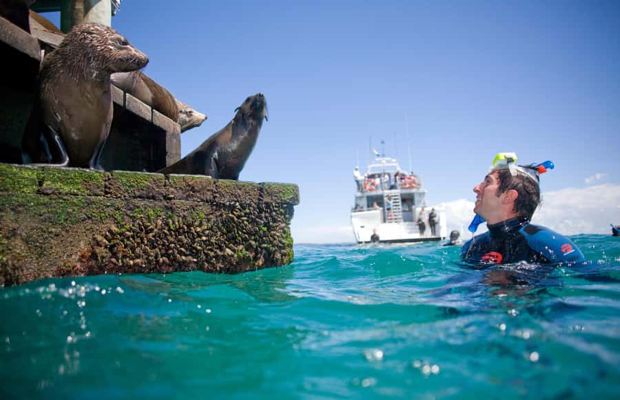Sorrento: Dolphins & Seals Snorkeling Cruise w/ Lunch - Cruising Port Phillip Bay aboard Moonraker