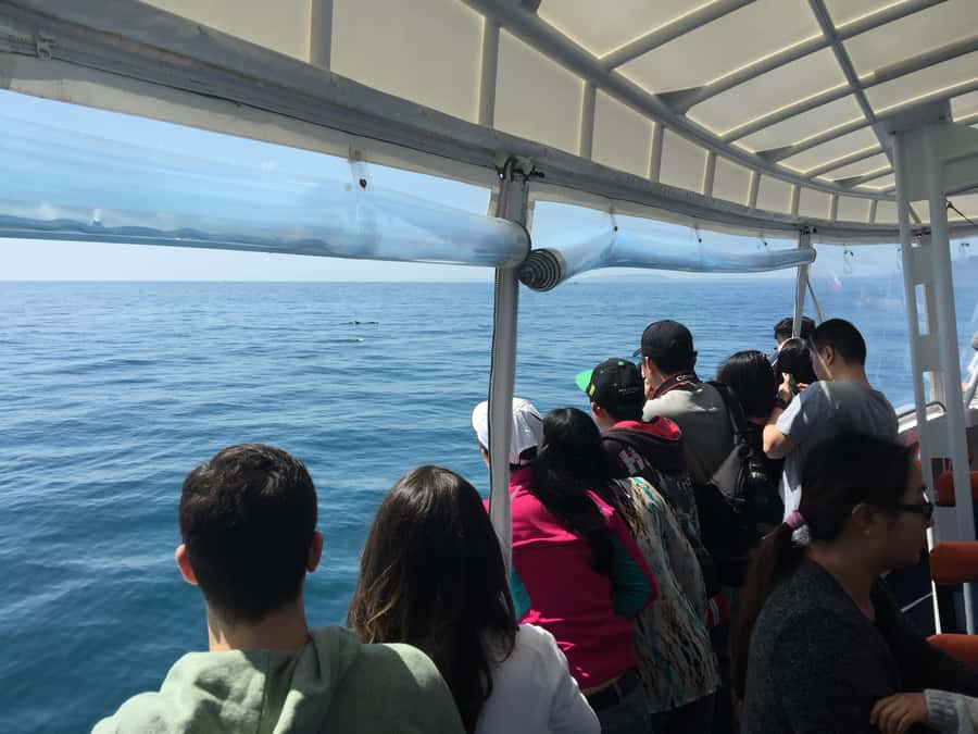 Sorrento,Mornington Peninsula: Wildlife & Sightseeing Cruise - Finding your best view onboard