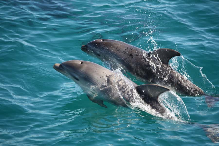 Sorrento,Mornington Peninsula: Wildlife & Sightseeing Cruise - Seabirds and the Australasian Gannet colony
