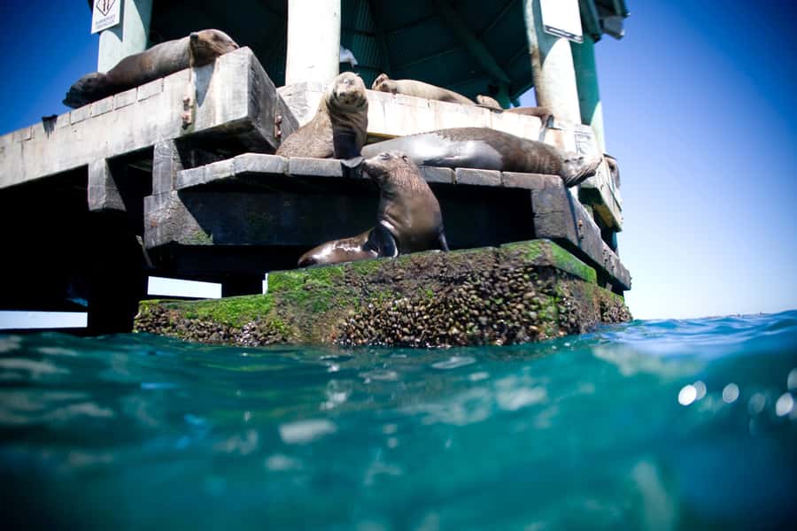 Sorrento,Mornington Peninsula: Wildlife & Sightseeing Cruise - Is the $53 price good value?