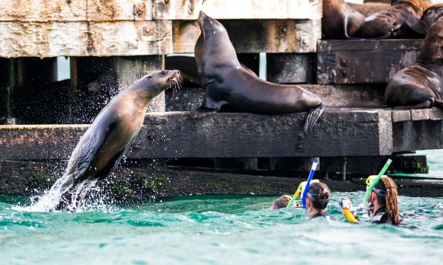 Sorrento,Mornington Peninsula: Wildlife & Sightseeing Cruise - Who will enjoy this cruise most?