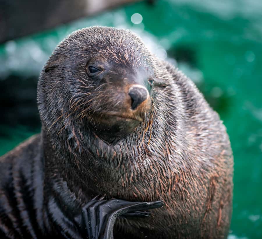 Sorrento,Mornington Peninsula: Wildlife & Sightseeing Cruise - Looking for fur seals in Southern Port Phillip Bay