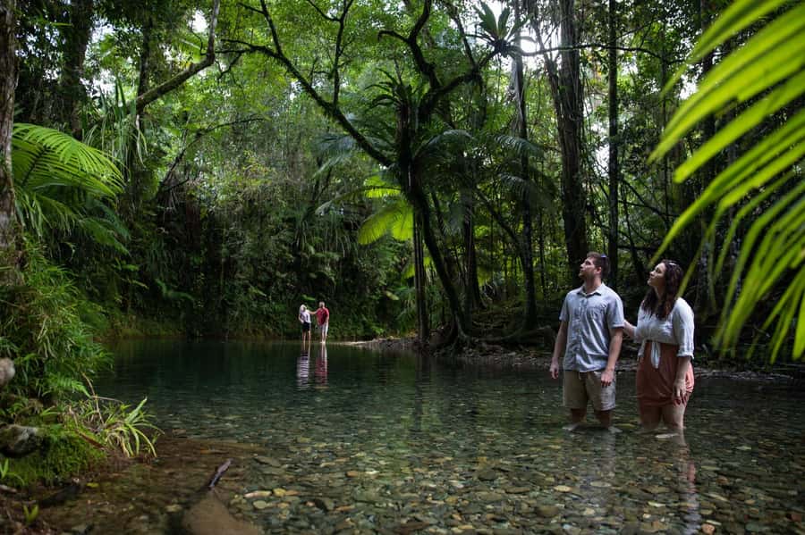 Southern Daintree Explorer Tour - Half Day - Why this half-day Daintree tour works