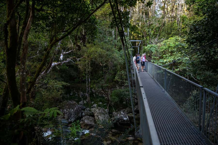 Southern Daintree Explorer Tour - Half Day - Morning tea and lunch in a quiet setting