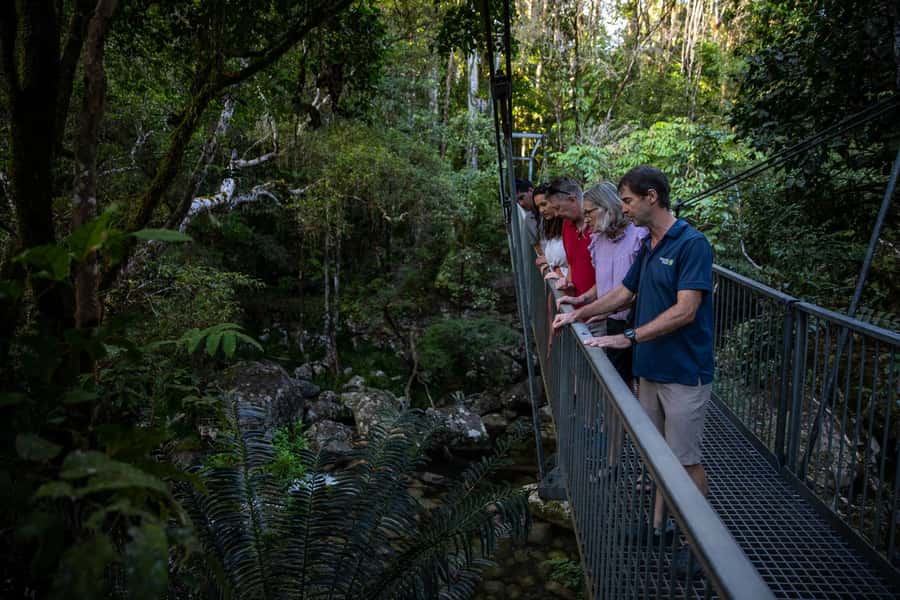 Southern Daintree Explorer Tour - Half Day - Transport from Port Douglas