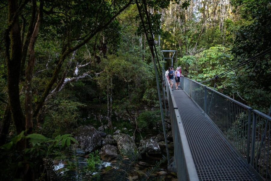 Southern Daintree Explorer Tour - Half Day - What the overall experience feels like