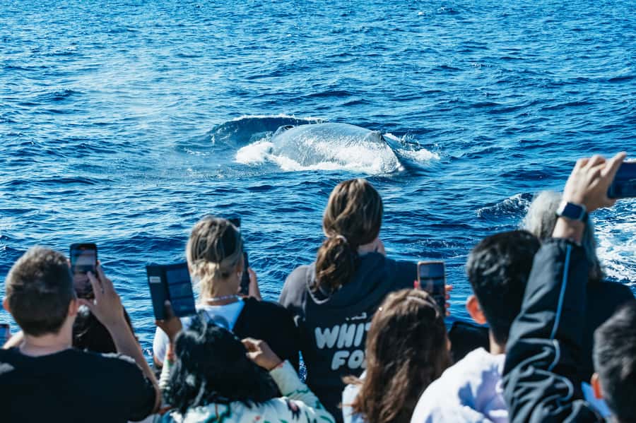 Spirit of Gold Coast 2.5-Hour Whale Watching Tour - The first stretch: from marina to open water