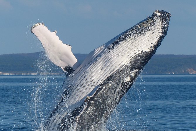Spirit of Hervey Bay Whale Watching Cruise - Why Platypus Bay makes the setting special