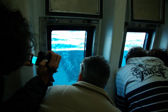 Spirit of Hervey Bay Whale Watching Cruise - Is $111 good value?