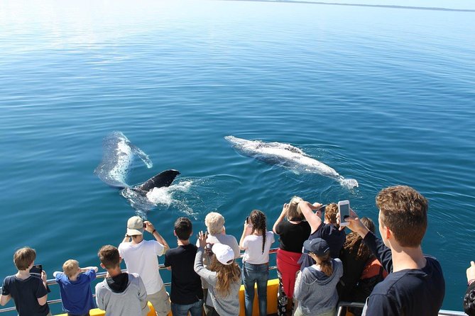 Spirit of Hervey Bay Whale Watching Cruise - Who will enjoy this cruise most?