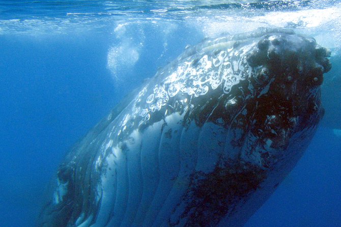 Spirit of Hervey Bay Whale Watching Cruise - Five viewing levels, including underwater windows