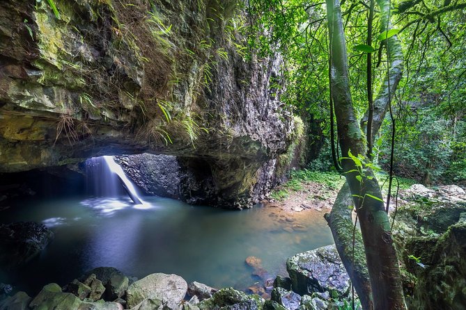 Springbrook andTamborine Rainforest Tour Incl Natural Bridge and Glow Worm Cave - Key points to know before you book
