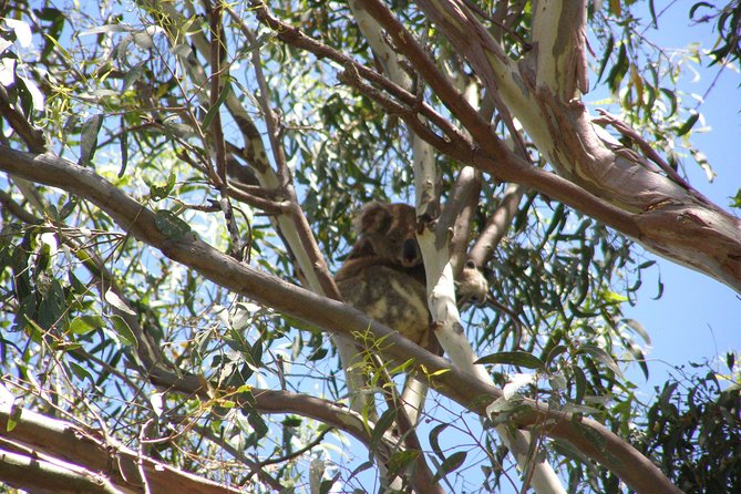 Stradbroke Island 4WD Day Trip from Brisbane - Why the 4WD format suits Straddie