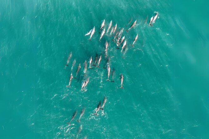 Stradbroke Island Eco Day Trip from Brisbane – Wildlife & Beaches - Why this island day works from Brisbane