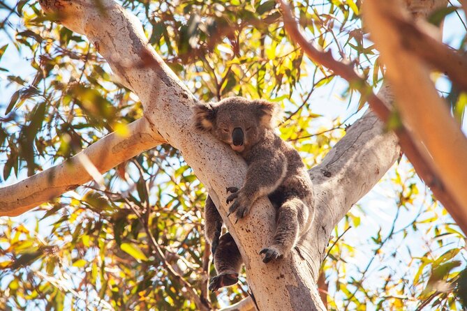 Stradbroke Island Eco Day Trip from Brisbane – Wildlife & Beaches - The return ferry can be the day’s quiet finale
