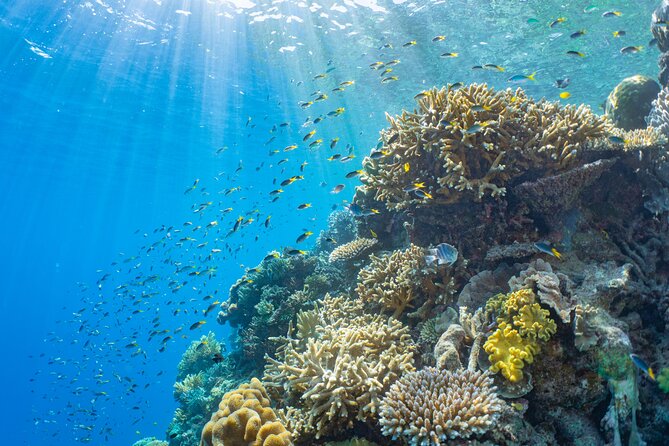 Sunlover Reef Cruises Cairns Great Barrier Reef Experience - Lunch, drinks, and the real cost