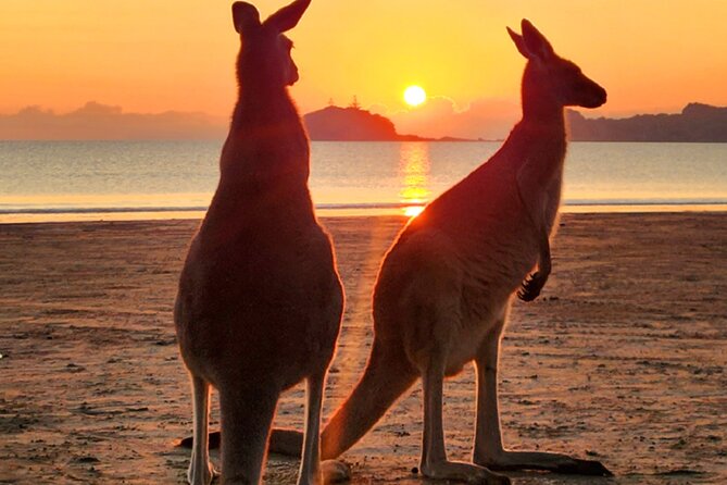 Sunrise with the kangaroos and wallabies - Why the 3am departure is part of the experience