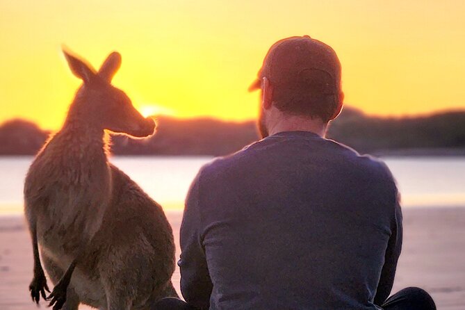 Sunrise with the kangaroos and wallabies - Watching kangaroos and wallabies at Cape Hillsborough