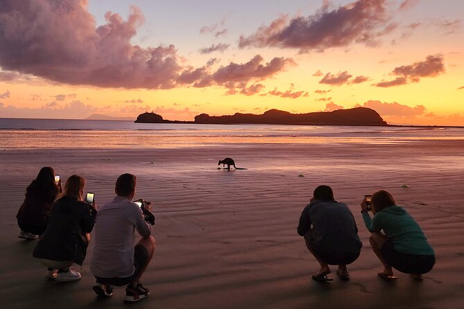 Sunrise with the kangaroos and wallabies - The return trip through Queensland country
