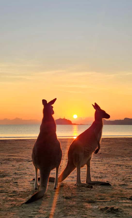 Sunrise with the Kangaroos & Wallabies - Airlie Beach - Why this sunrise is worth the alarm