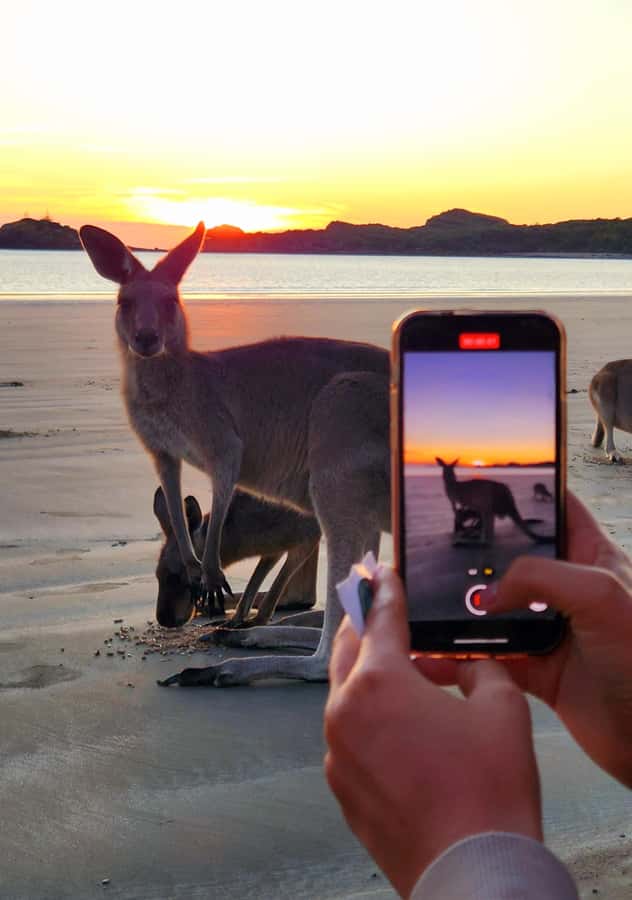 Sunrise with the Kangaroos & Wallabies - Airlie Beach - A short walk through Cape Hillsborough National Park