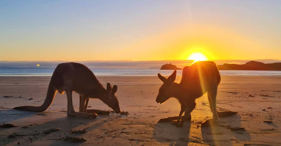 Sunrise with the Kangaroos & Wallabies - Airlie Beach - Booking and cancellation details