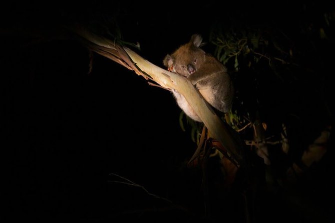Sunset Nocturnal Adventure Tour - Key points to know before you book