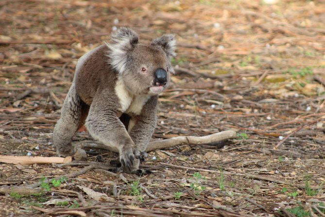 Sunset Nocturnal Adventure Tour - The animals you have the best chance of seeing