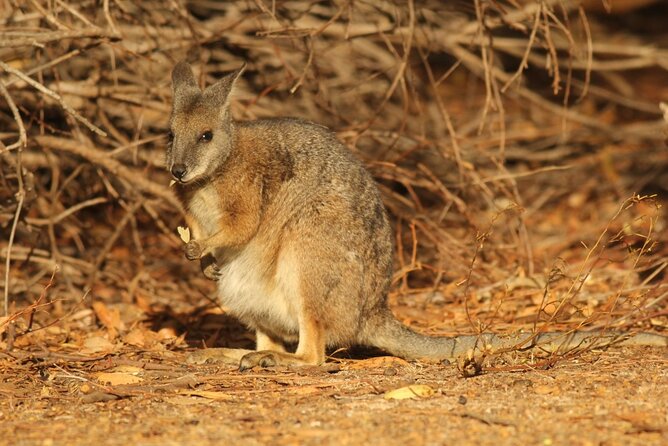 Sunset Nocturnal Adventure Tour - The main drawback: nature refuses to follow the schedule