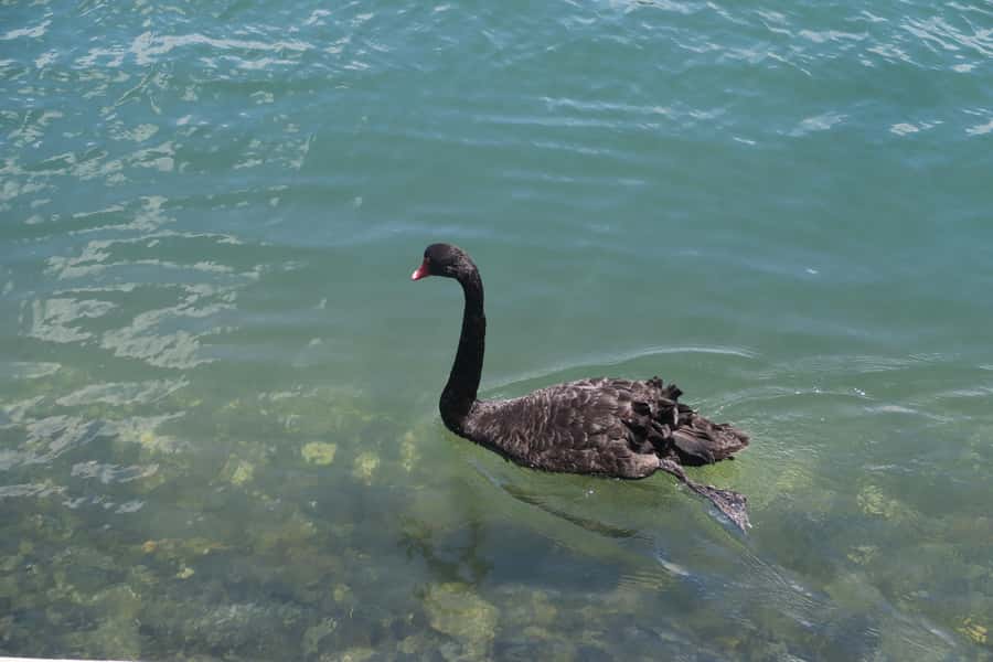 Surfers Paradise: Sightseeing Midday River and Canal Cruise - Continuing through the Gold Coast waterways