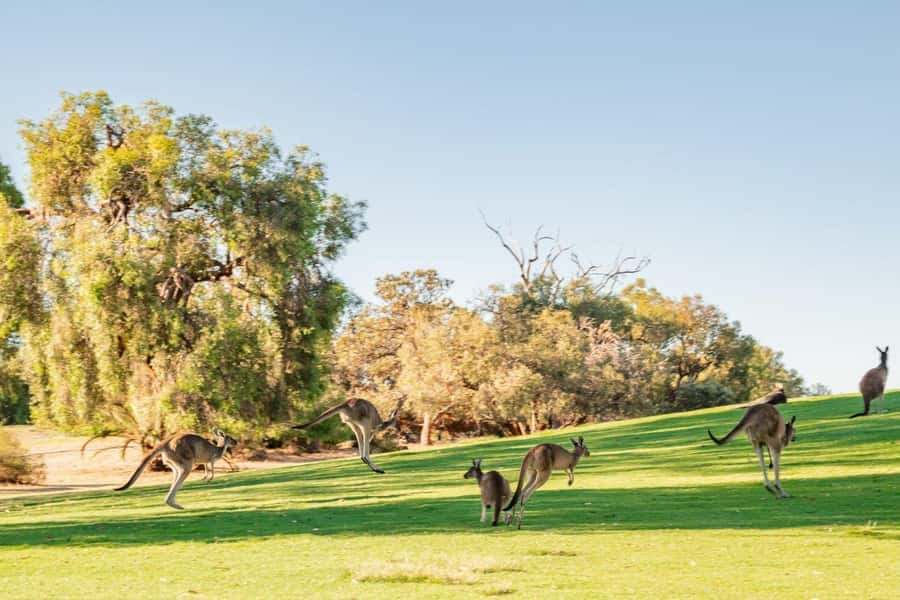 Swan Valley: Golf Cart Kangaroo Safari w/ Mini Golf & Drink - Why this Swan Valley outing works