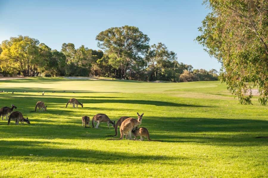 Swan Valley: Golf Cart Kangaroo Safari w/ Mini Golf & Drink - What makes the golf-cart ride worthwhile