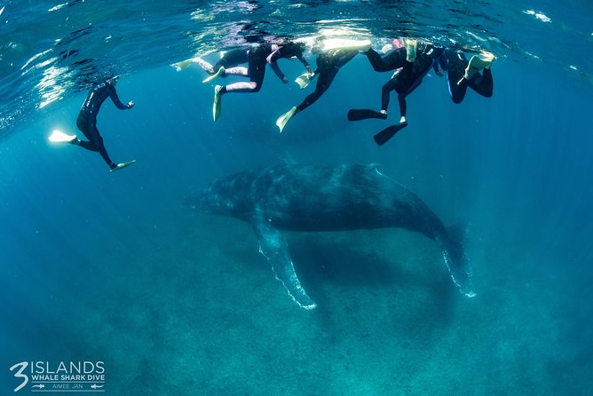 Swim with Humpback Whales - Ningaloo Reef - 3 Islands Whale Shark Dive - Ningaloo Reef gives the day variety