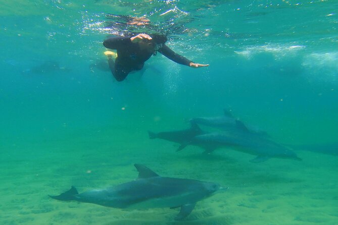 Swim With The Dolphins Experience in Bunbury Australia - Meeting the Dolphins of Koombana Bay