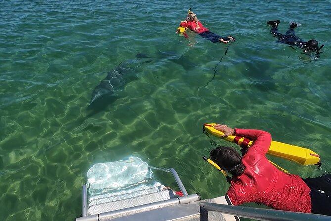 Swim With The Dolphins Experience in Bunbury Australia - Entering the Water on the Dolphins’ Terms