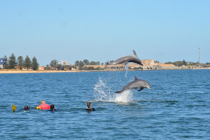 Swim With The Dolphins Experience in Bunbury Australia - The Conservation Work Behind the Trip
