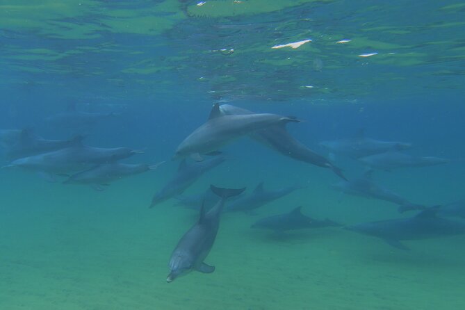 Swim With The Dolphins Experience in Bunbury Australia - How Good Is the $99.64 Price?