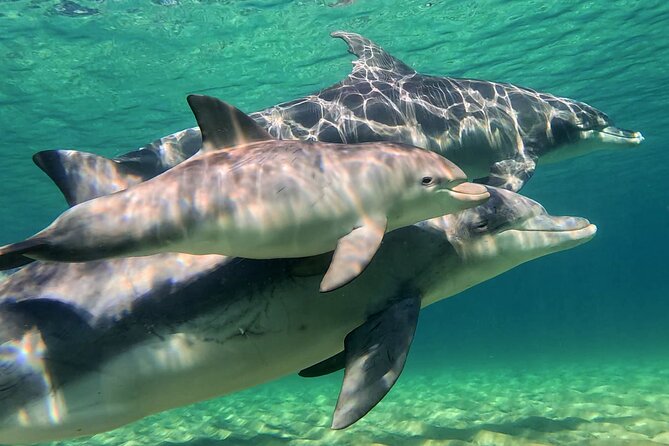 Swim With The Dolphins Experience in Bunbury Australia - What the 22-Person Limit Means