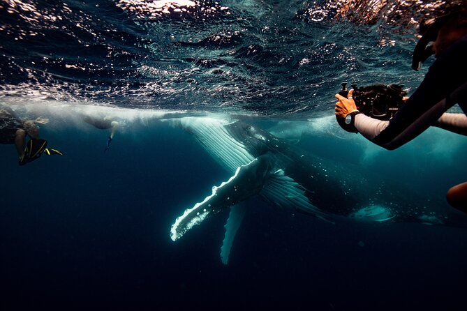 Swim with Whales Gold Coast - Key points at a glance