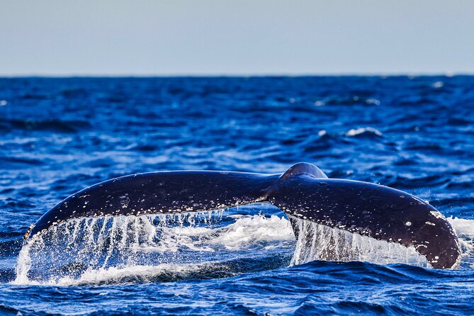 Swim with Whales Gold Coast - Swimming with humpbacks, with the whale in charge