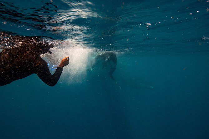 Swim with Whales Gold Coast - Coolangatta, Gold Coast, and Tweed River search areas