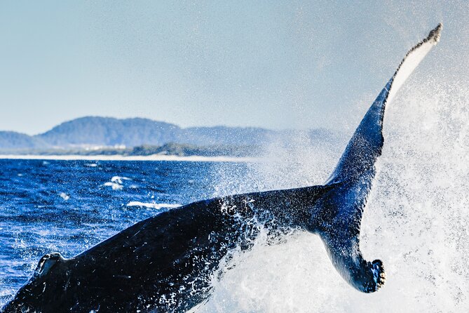 Swim with Whales Gold Coast - What happens on the boat