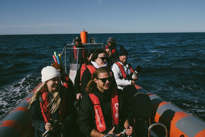 Swim with Whales Gold Coast - The whale encounter and its limits