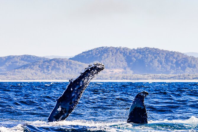 Swim with Whales Gold Coast - Gear, refreshments, and comfort