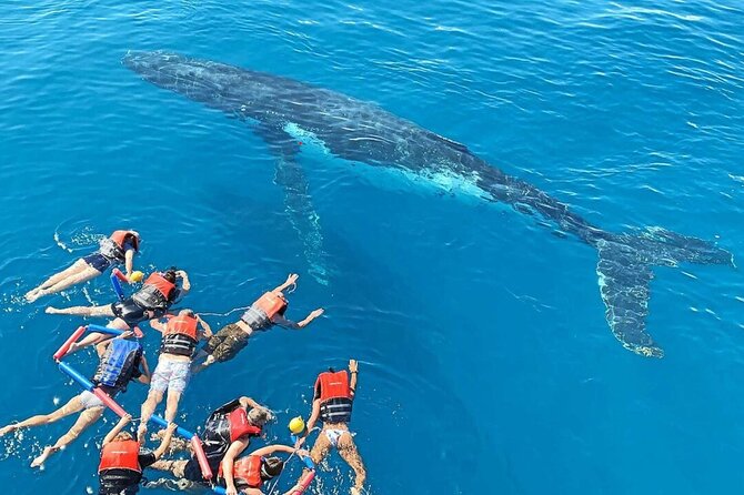 Swim with Whales in Gold Coast - Southport to the open water at 8:30 am