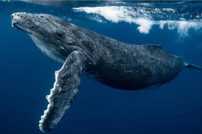 Swim with Whales in Gold Coast - Searching for humpbacks beside Game Changer