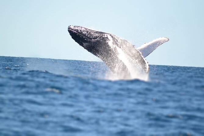Swim with Whales in Gold Coast - Watching from the deck is a real option