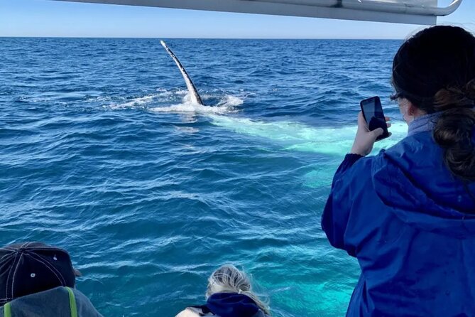 Swim with Whales in Gold Coast - What the $80.68 price really buys