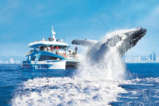 Swim with Whales in Gold Coast - Weather, waves, and the patience factor
